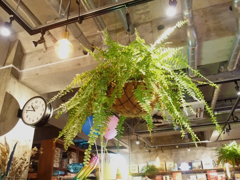 店内の植物たち